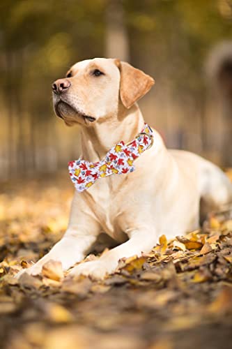 Lionet Paws Halloween Dog Collar with Bowtie - Cute Cotton Adjustable Fall Bowtie Dog Collar with Metal Buckle for Small Medium Large Dog Girl Boy Gift, M, Neck 13.5-22in