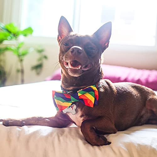 Huxley & Kent Bow Tie for Pets | Bone-Dana Multi (Small) | Bow Tie Collar Attachment | Fun Bow Ties for Dogs & Cats | Cute, Comfortable, and Durable | H&K Bow Tie