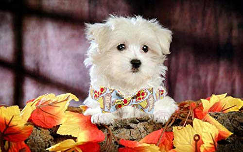 Unique Style Paws Cotton Dog Collar with Bow Halloween Pumpkin Plaid Dog Collar with Bow Tie for Small Medium Large Dogs Pets Gifts