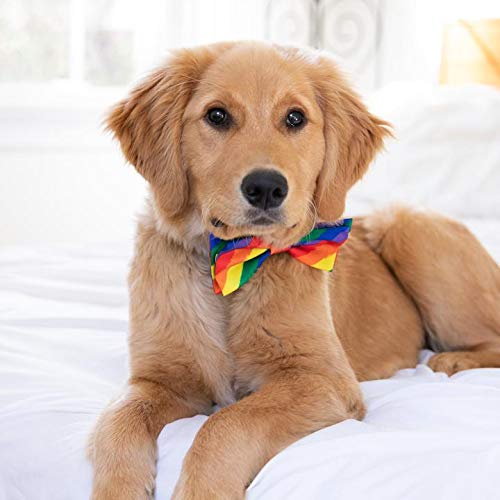 Huxley & Kent Bow Tie for Pets | Bone-Dana Multi (Small) | Bow Tie Collar Attachment | Fun Bow Ties for Dogs & Cats | Cute, Comfortable, and Durable | H&K Bow Tie