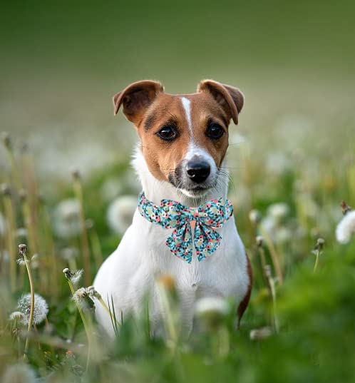 Unique style paws Christmas Dog Collar with Bow Tie Winter Gingerbread Snowman Theme Puppy Collar for Small Medium Large Dogs-M