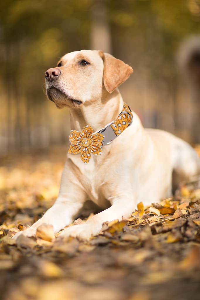 Lionet Paws Halloween Dog Collar with Bowtie - Cute Cotton Adjustable Fall Bowtie Dog Collar with Metal Buckle for Small Medium Large Dog Girl Boy Gift, M, Neck 13.5-22in