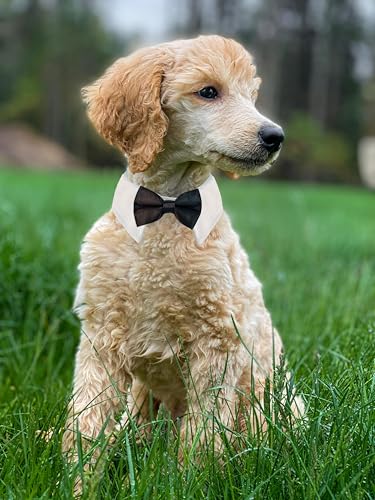 Dog Bow Tie, KOOLMOX Dog Bowtie Collar Black, Adjustable White Dog Tuxedo Collar with Black Dog Neck Bow Tie for Medium Large Boy Dog Wedding Formal Tuxedo Suit Tux Outfits Birthday Costumes