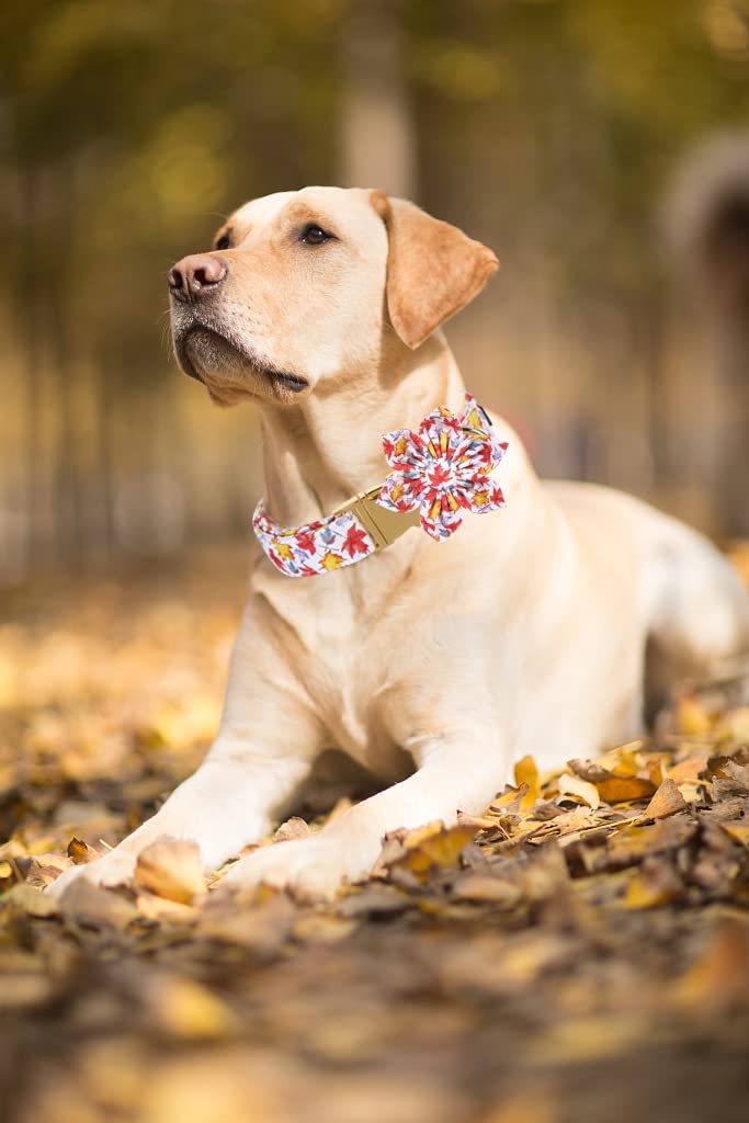 Lionet Paws Halloween Dog Collar with Bowtie - Cute Cotton Adjustable Fall Bowtie Dog Collar with Metal Buckle for Small Medium Large Dog Girl Boy Gift, M, Neck 13.5-22in