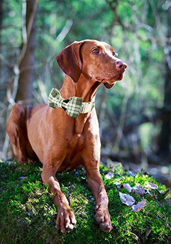 ARING PET Bowtie Dog Collar, Dog Collar with Bow, Adjustable Dog Collars for Small Medium Large Dogs.