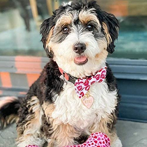 Huxley & Kent Bow Tie for Pets | Kisses (Small) | Valentine's Day Pet Bow Tie Collar Attachment | Fun Bow Ties for Dogs & Cats | Cute, Comfortable, and Durable