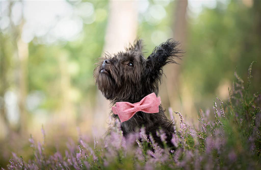 Elegant little tail Vintage Floral Dog Collar with Bow, Comfotable Dog Bowtie, Dog Collar Bow Adjustable Dog Collars for Small Medium Large Dogs