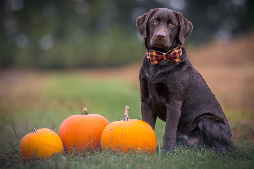 Elegant little tail Dog Collar with Bow, Bowtie Dog Collar, Adjustable Fall Dog Collars for Small Medium Large Dogs