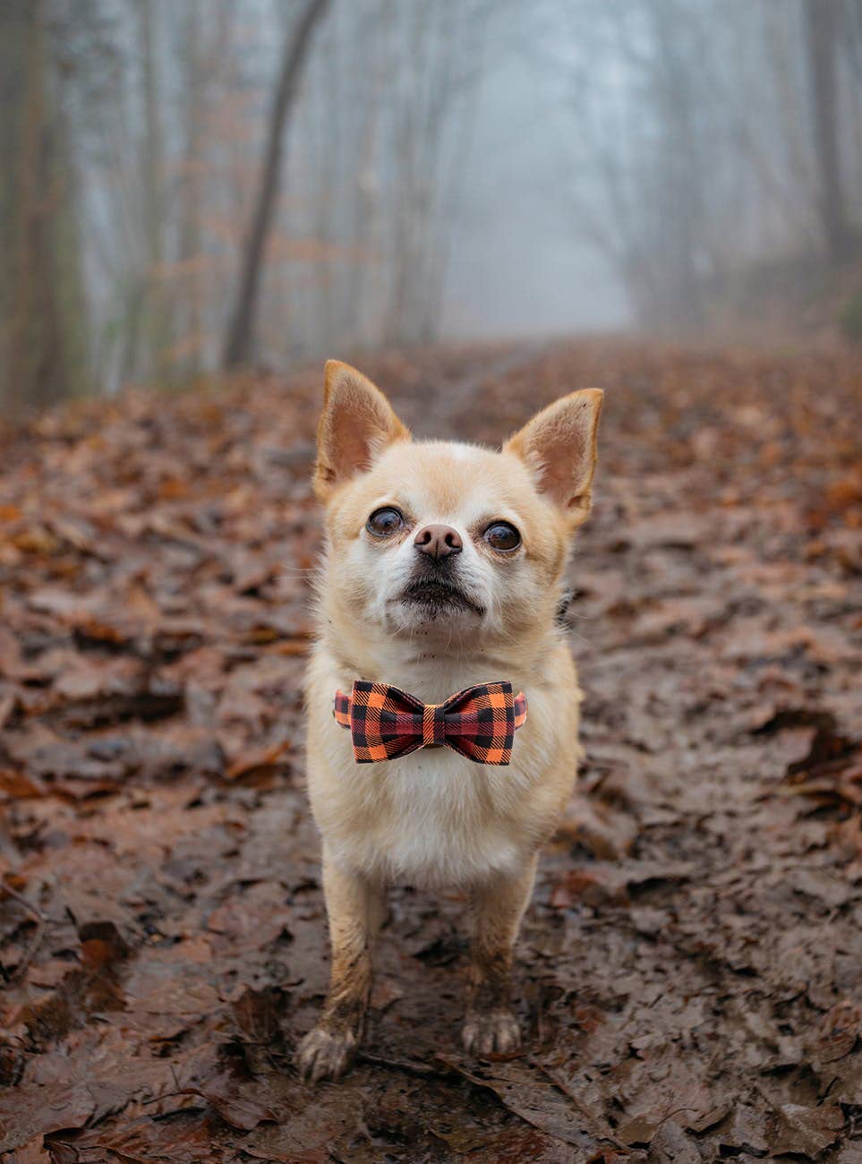 Elegant little tail Dog Collar with Bow, Bowtie Dog Collar, Adjustable Fall Dog Collars for Small Medium Large Dogs