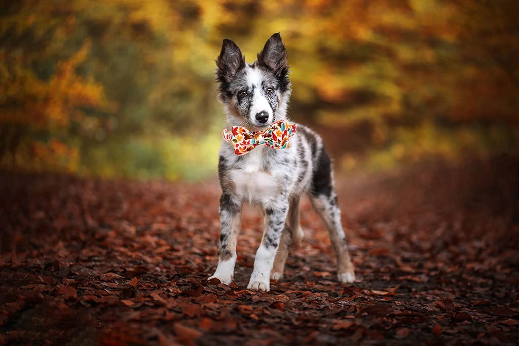 Elegant little tail Vintage Floral Dog Collar with Bow, Comfotable Dog Bowtie, Dog Collar Bow Adjustable Dog Collars for Small Medium Large Dogs