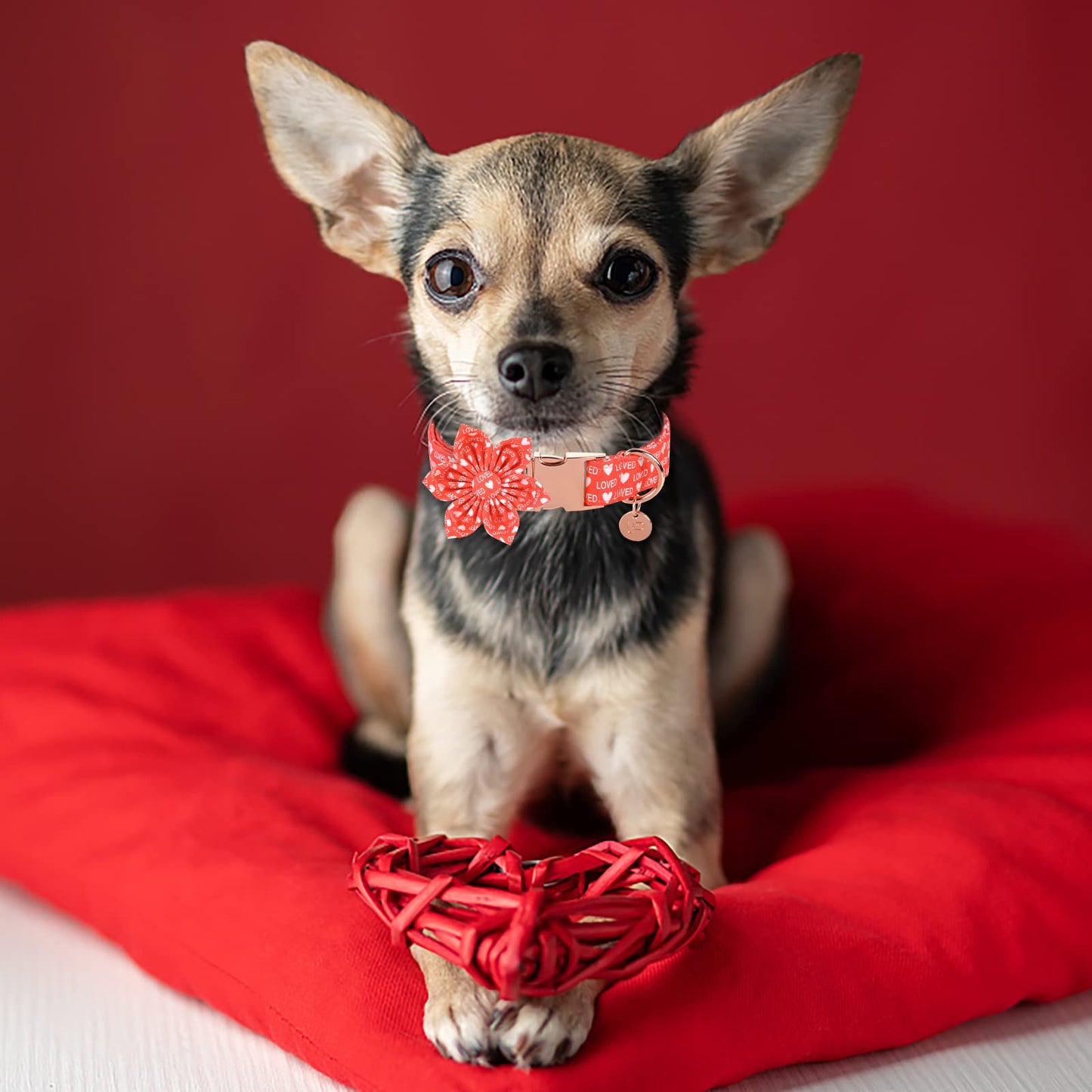 Valentine’s Day Dog Collar with Bow Tie, Valentine Bowtie Collar with Metal Buckle, Valentine’s Day Gift Pet Collar for Medium Girl Boy Dog, Wedding Dog Collar, Red, M, Neck 13.5-22in