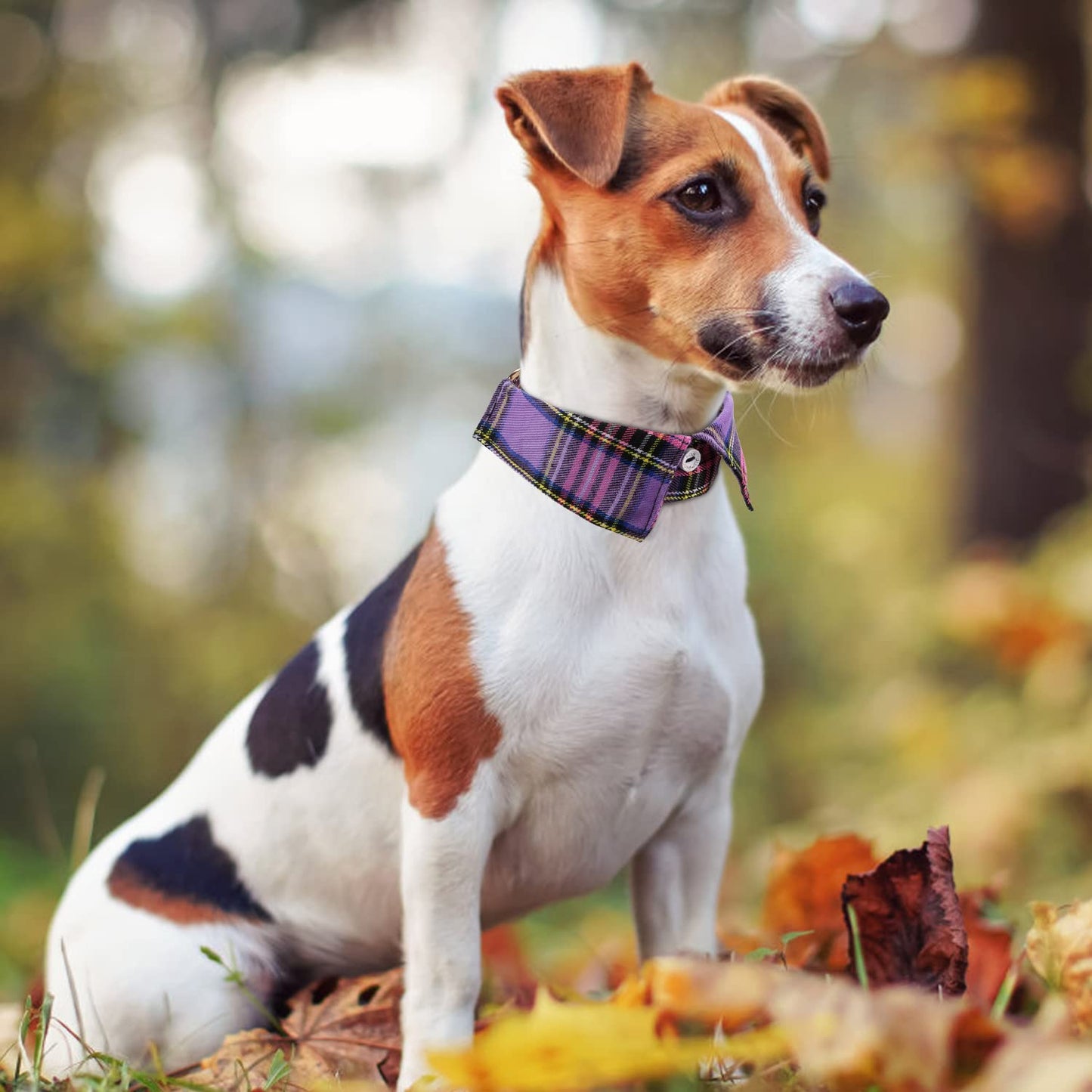 Faleela Soft &Comfy Bowtie Dog Collar,Detachable and Adjustable Bow Tie Collar,for Small Medium Large Pet (S, Blue)