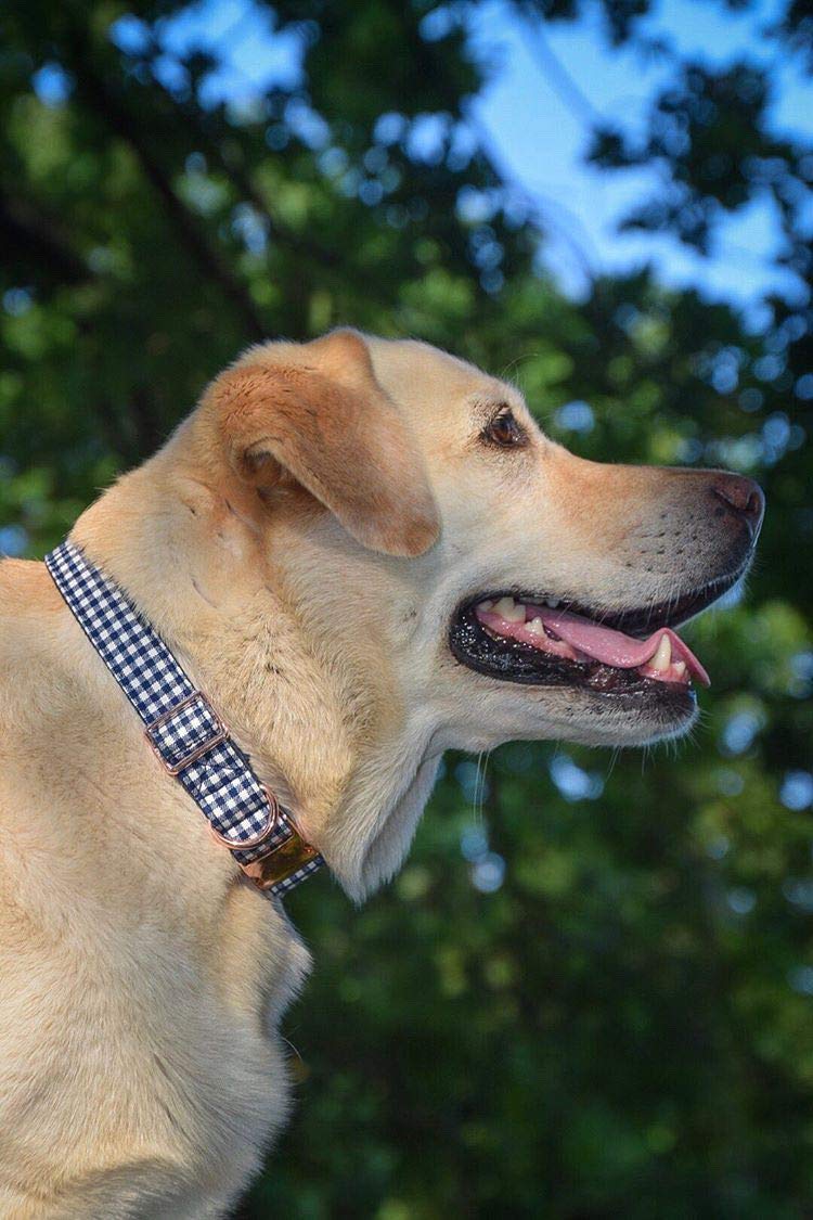 ARING PET Bowtie Dog Collar, Dog Collar with Bow, Adjustable Dog Collars for Small Medium Large Dogs.