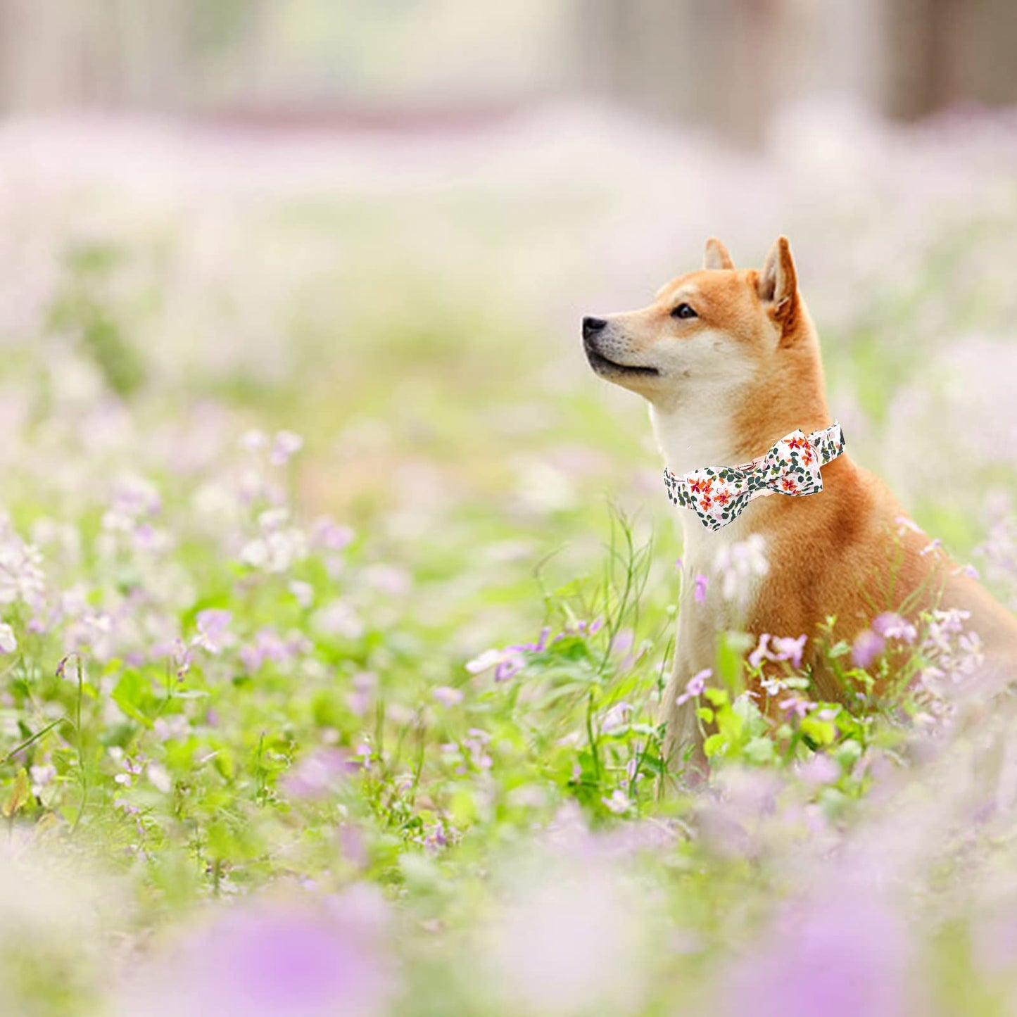 Elegant little tail Dog Collar with Bow, Soft&Comfy Bowtie Dog Collar, Adjustable Pet Gift Collars for Small Medium Large Dogs