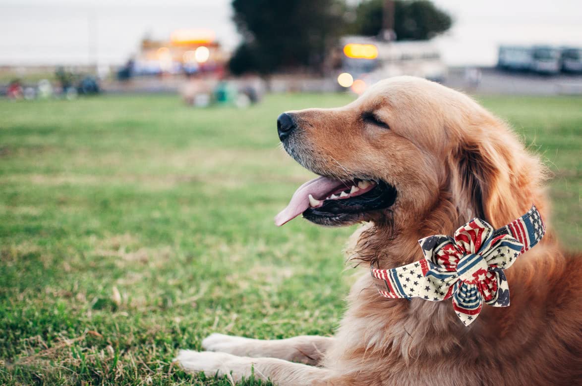 Elegant little tail Sunflower Girl Dog Collar for Female Dogs, Pet Collar Adjustable Dog Collars with Flower Gift for Medium Dogs