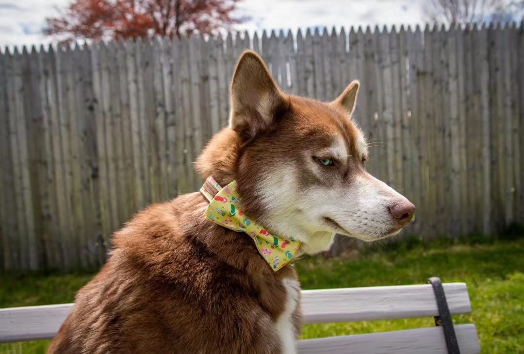 Elegant little tail Dog Collar with Bow, Bowtie Dog Collar, Adjustable Fall Dog Collars for Small Medium Large Dogs