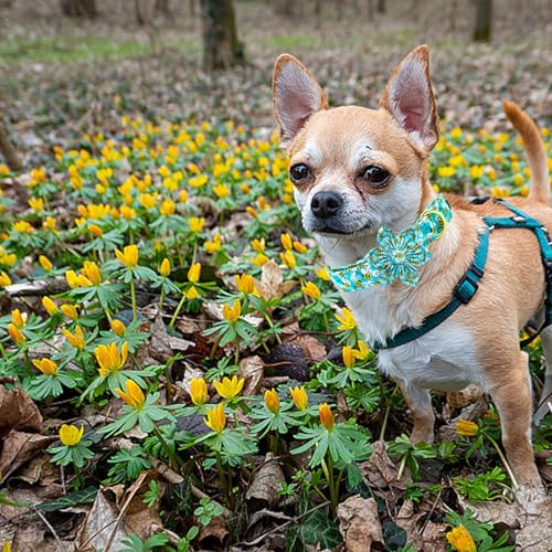 Elegant little tail Sunflower Girl Dog Collar for Female Dogs, Pet Collar Adjustable Dog Collars with Flower Gift for Medium Dogs