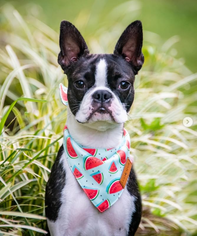 Luxury Pet Birthday Bandanas -Premium & Silky Poly Fabric | 100% Handmade | Custom Shape Dual Layered (Birthday Girl, Medium)