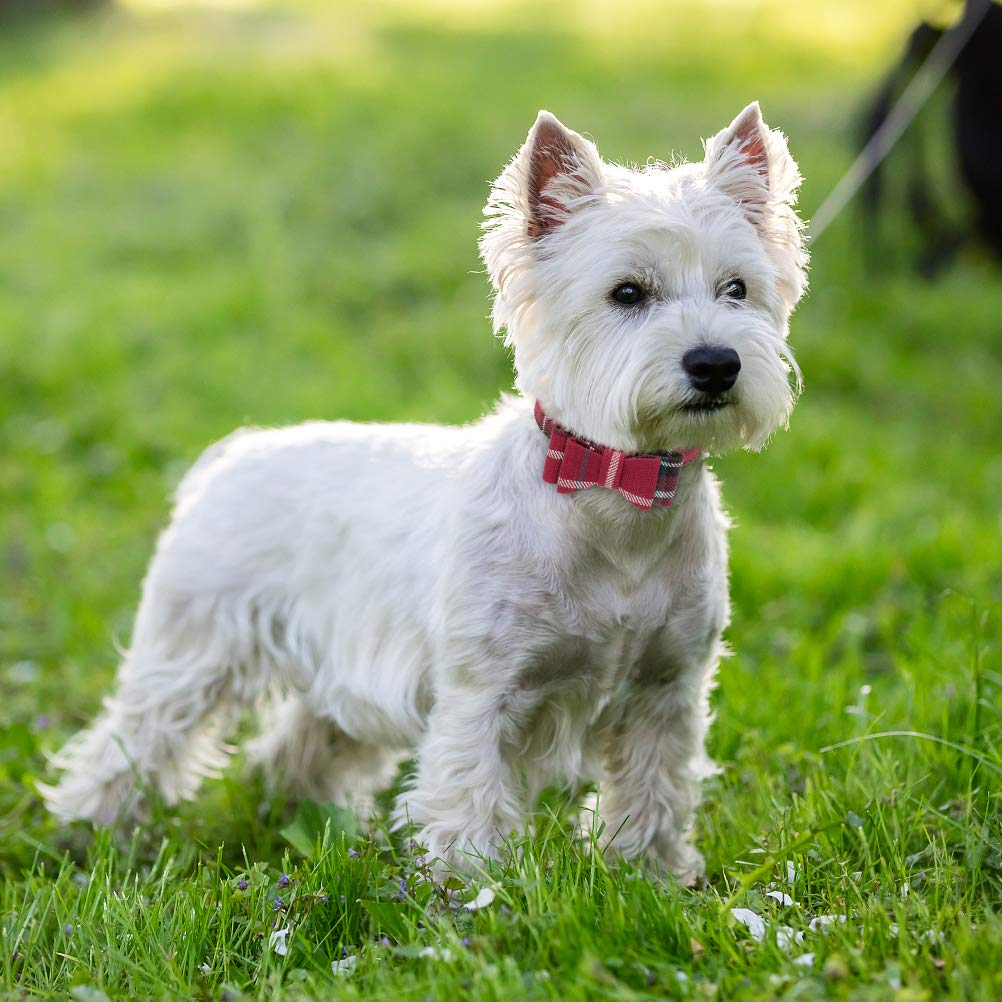 EXPAWLORER Dog Leash Set - Classic Plaid Dog Bow Tie and Dog Bandana Collar with Bell, Tangle Free, Adjustable Collars for Small Medium Large Dogs Cats, Holiday Ideal Gift