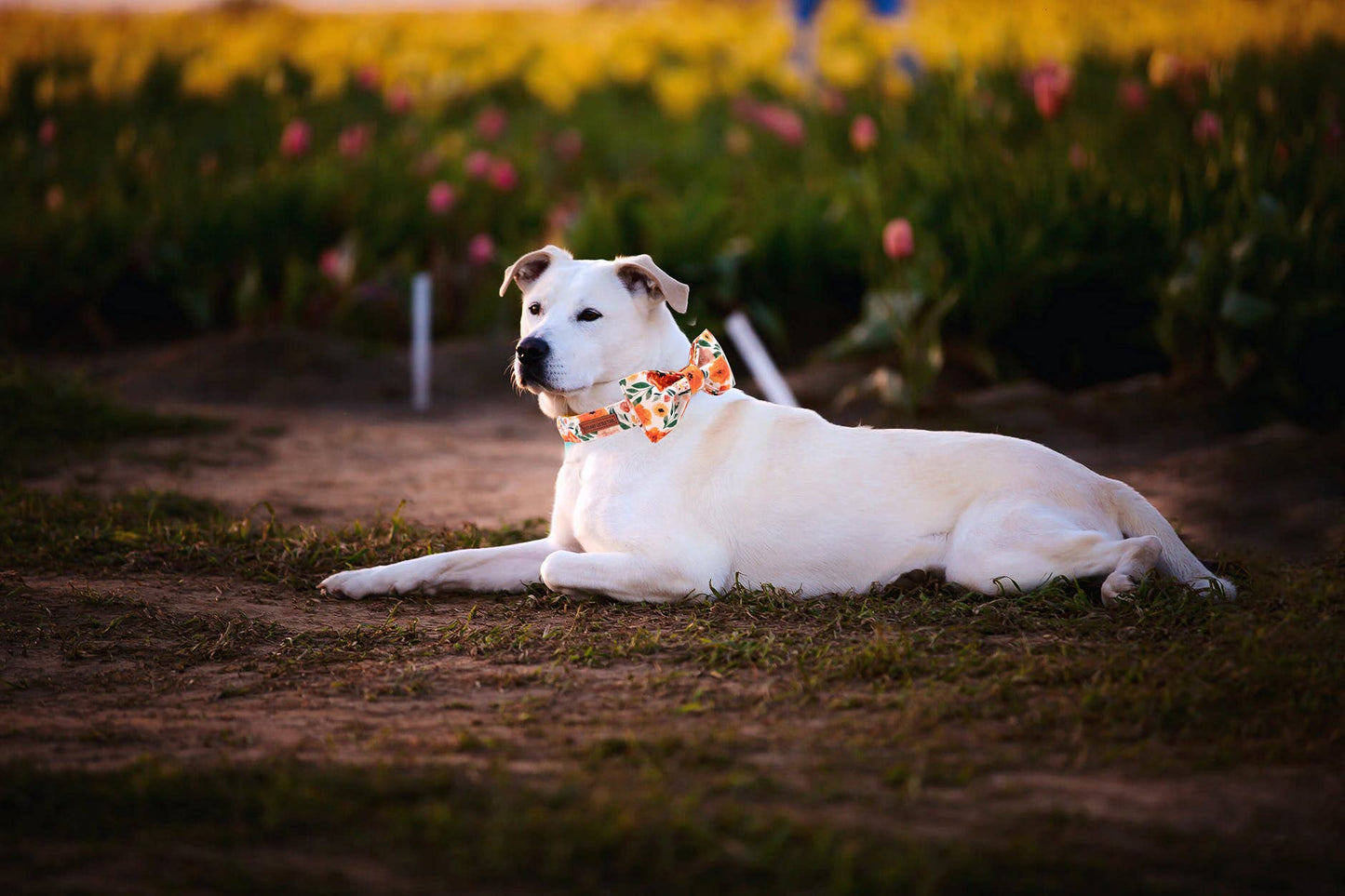 Elegant little tail Vintage Floral Dog Collar with Bow, Comfotable Dog Bowtie, Dog Collar Bow Adjustable Dog Collars for Small Medium Large Dogs