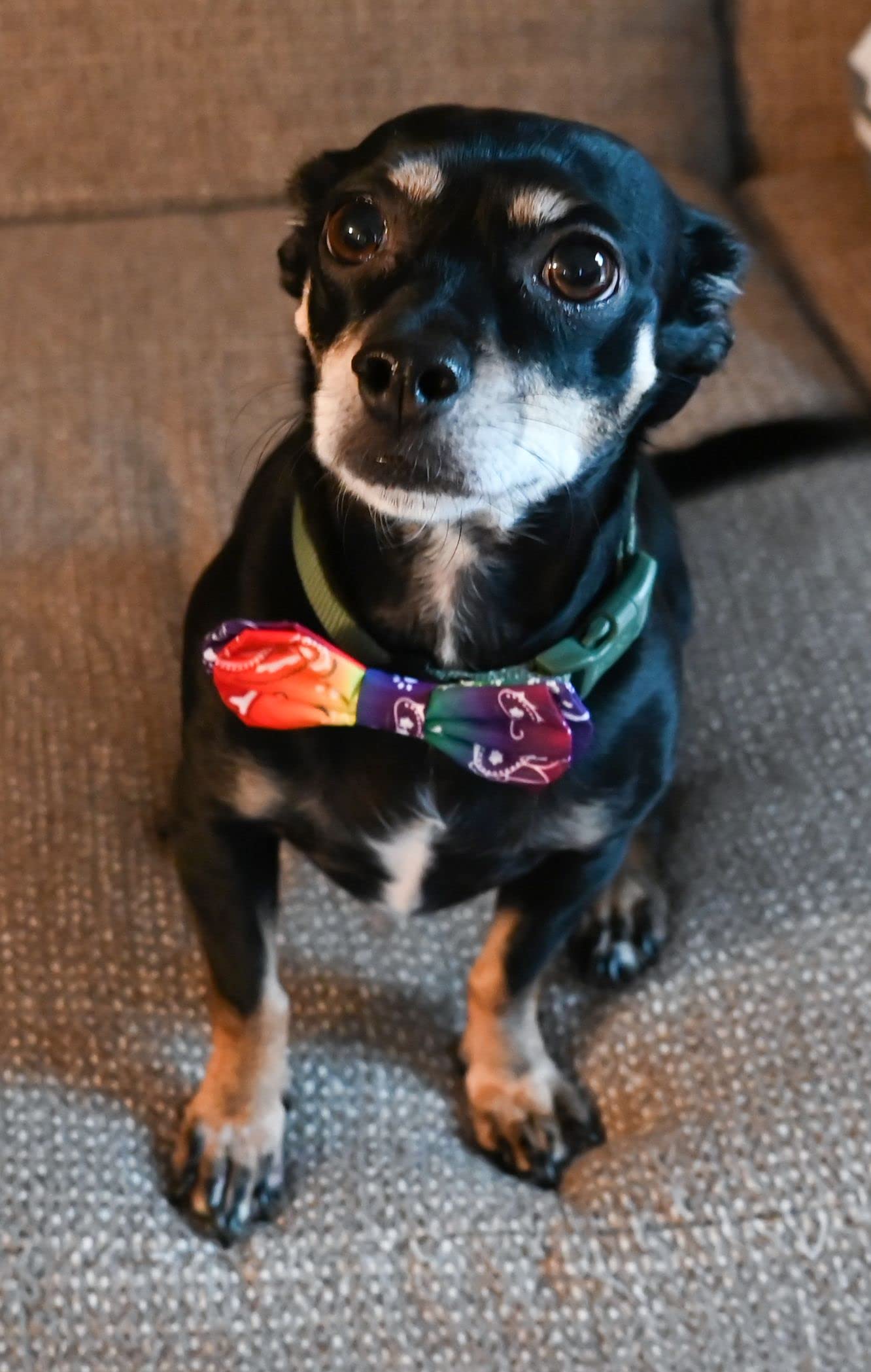 Huxley & Kent Bow Tie for Pets | Bone-Dana Multi (Small) | Bow Tie Collar Attachment | Fun Bow Ties for Dogs & Cats | Cute, Comfortable, and Durable | H&K Bow Tie