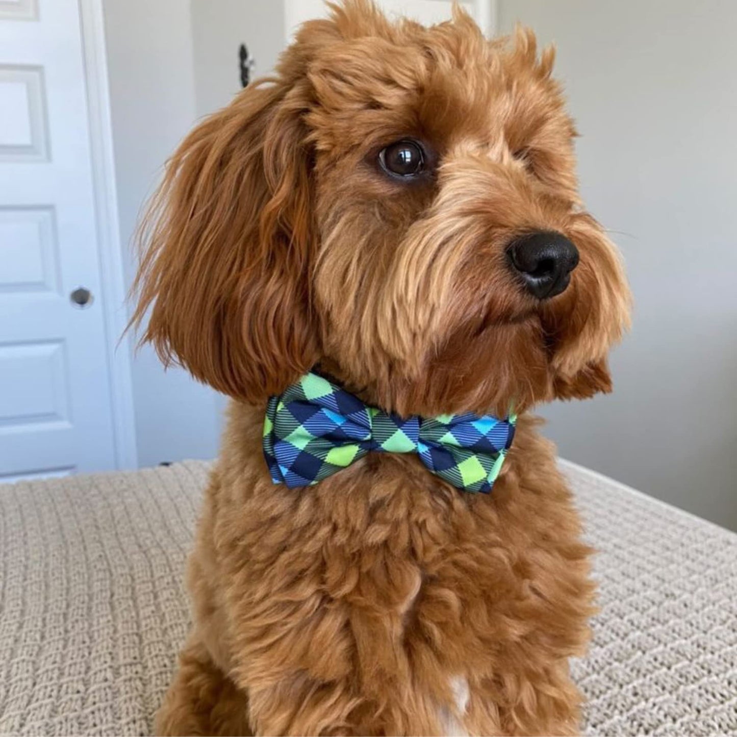 Huxley & Kent Bow Tie for Pets | Navy Check (Large) | Bow Tie Collar Attachment | Fun Bow Ties for Dogs & Cats | Cute, Comfortable, and Durable | H&K Bow Tie