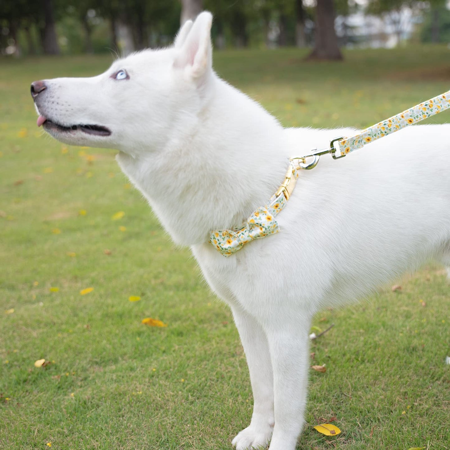 Tunkoo Happy Halloween Dog Collar with Pumpkin - Durable, Adjustable, and Stylish Pet Collar Available in Small, Medium, Large S