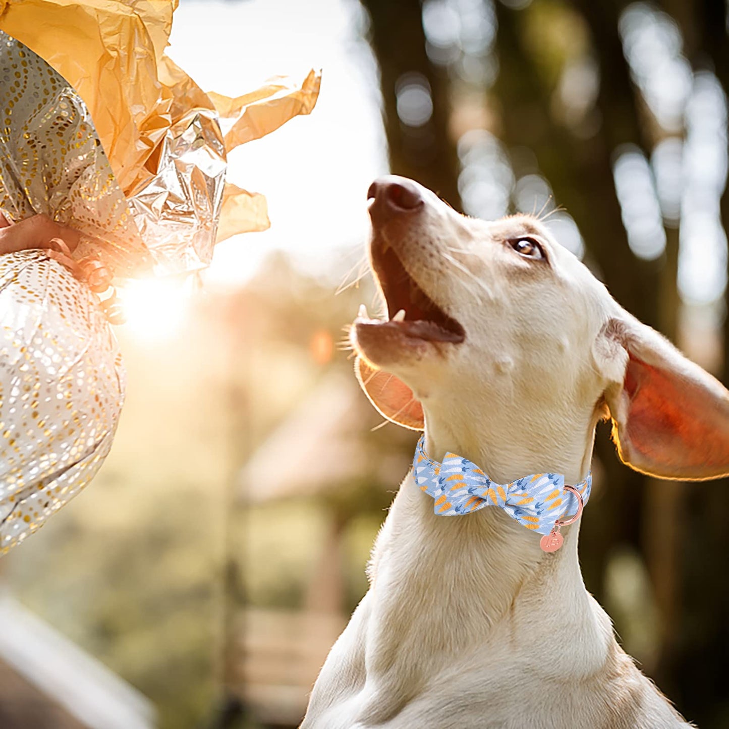 Easter Dog Collar with Bow Tie, Cotton Easter Bowtie Collar for Small Girl Boy Dog, Cute Carrot Pet Collar with Metal Buckle, Easter Day Gift Dog Collar, Blue, S, Neck 10-16in