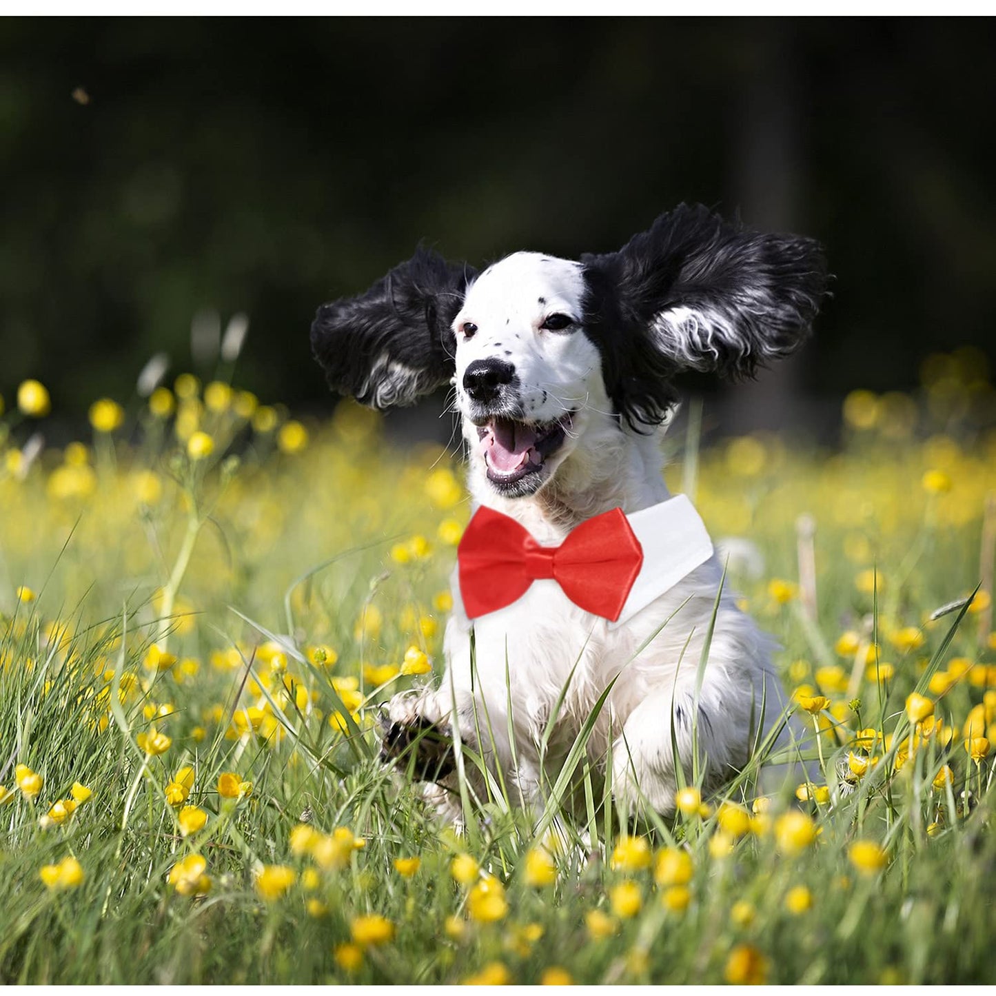 Dog Bow Tie, KOOLMOX Dog Bowtie Collar Black, Adjustable White Dog Tuxedo Collar with Black Dog Neck Bow Tie for Medium Large Boy Dog Wedding Formal Tuxedo Suit Tux Outfits Birthday Costumes