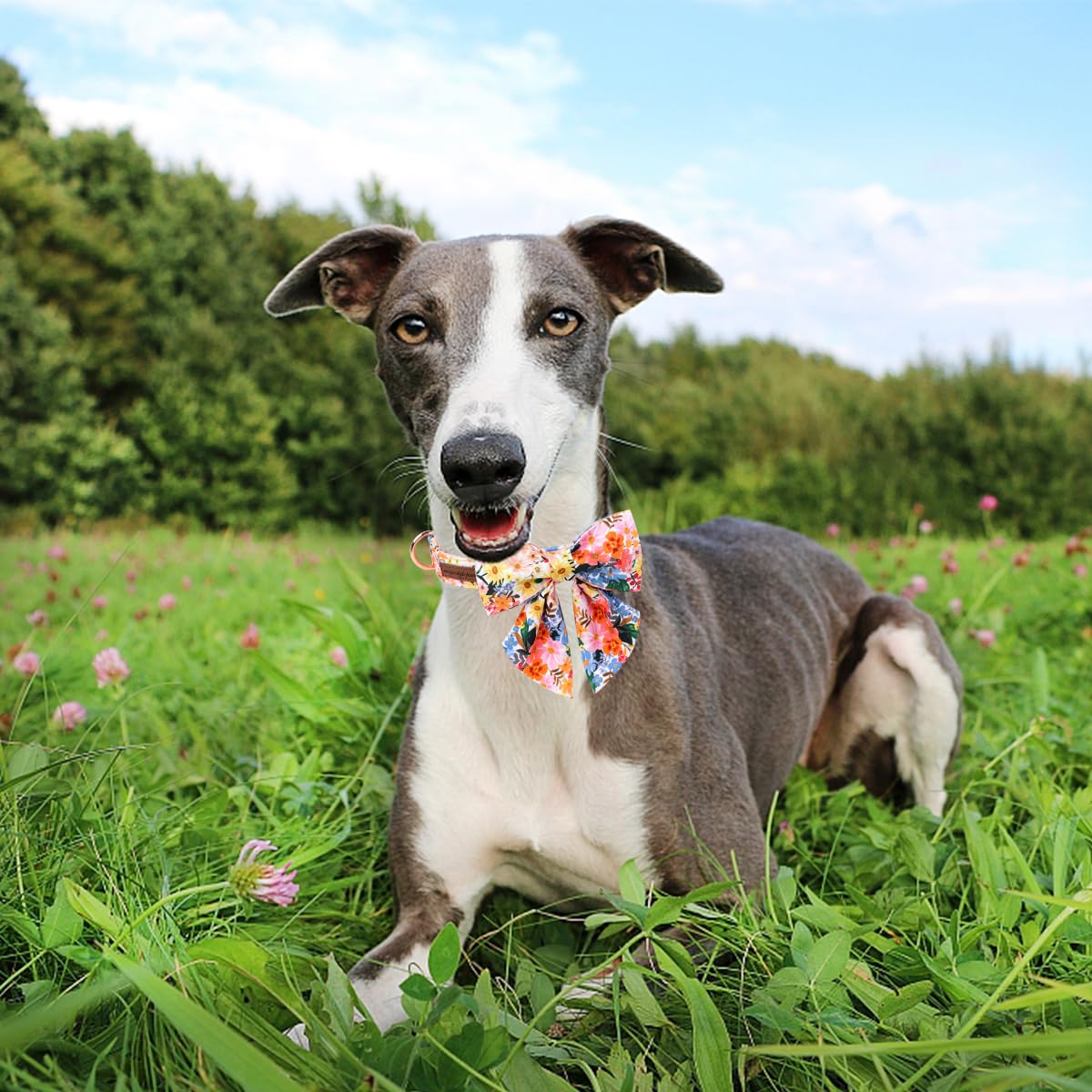 Unique style paws Cartoon Dog Collar with Bow Spring Summer Collar with Flower for Small Medium Large Boys Girls Dogs