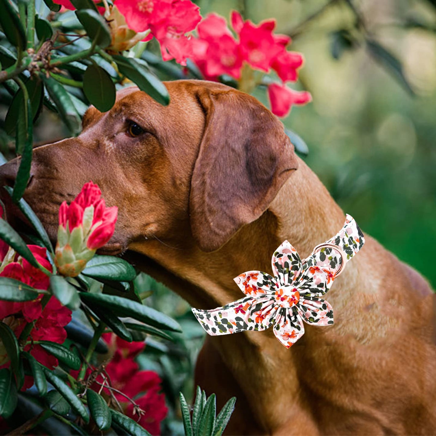 Elegant little tail Sunflower Girl Dog Collar for Female Dogs, Pet Collar Adjustable Dog Collars with Flower Gift for Medium Dogs