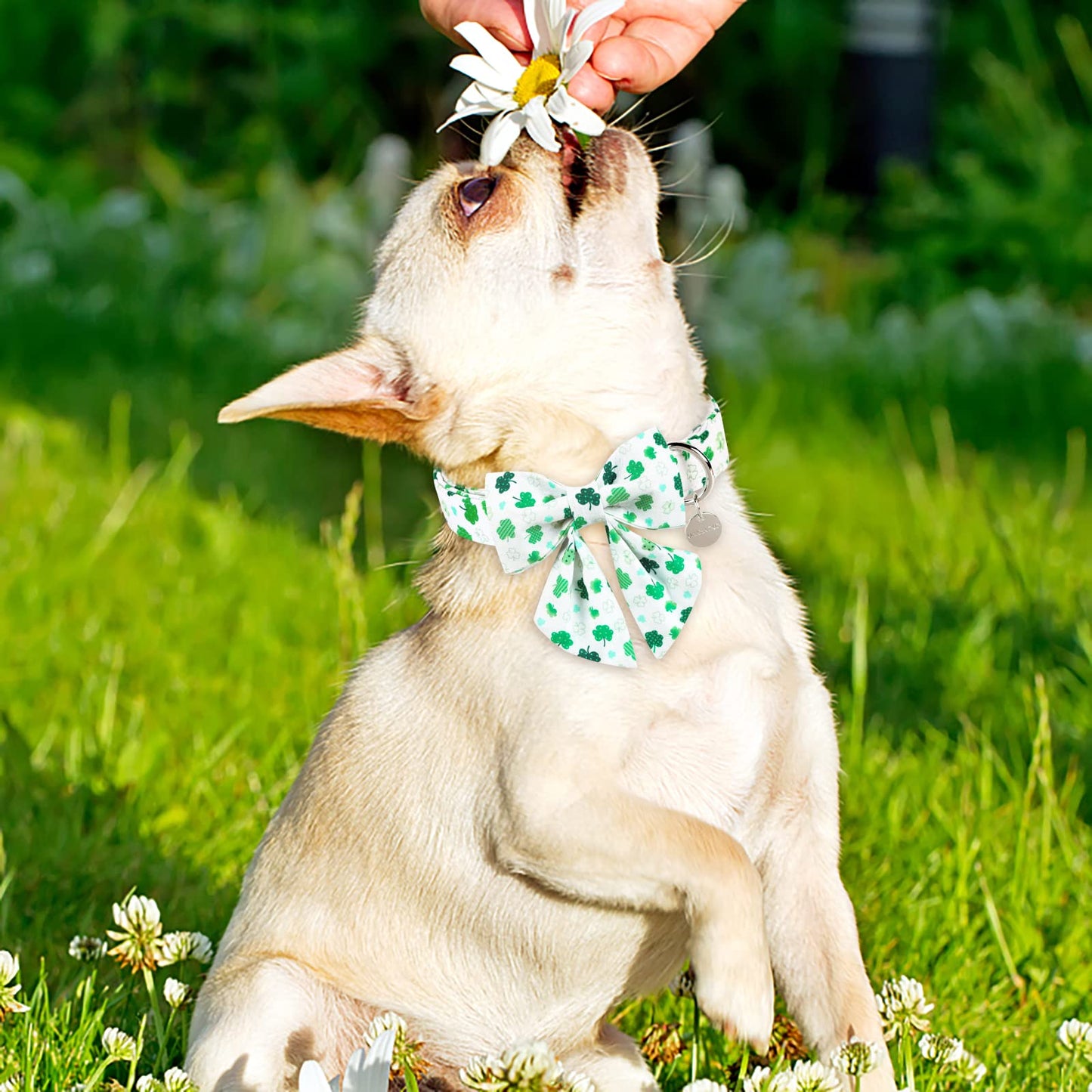 Easter Dog Collar with Bow Tie, Cotton Easter Bowtie Collar for Small Girl Boy Dog, Cute Carrot Pet Collar with Metal Buckle, Easter Day Gift Dog Collar, Blue, S, Neck 10-16in