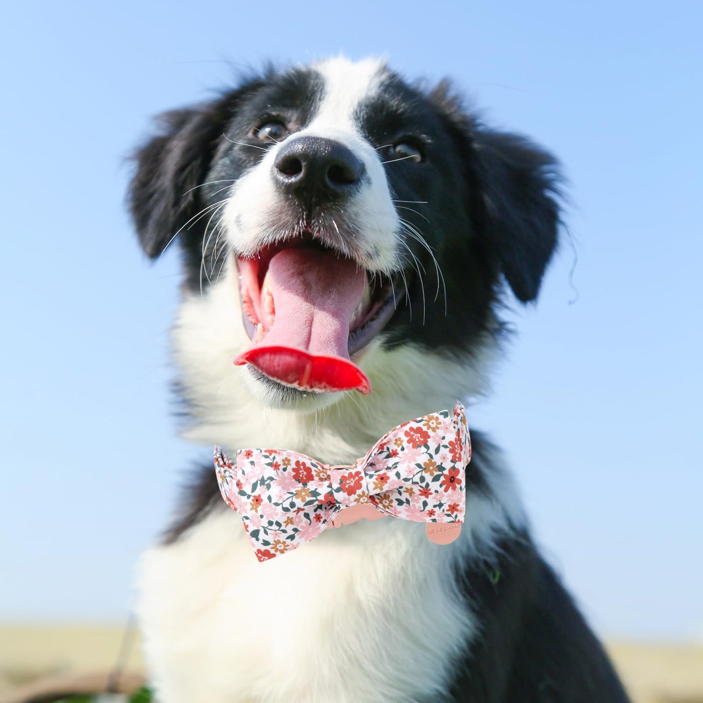 Dog Collar with Bow Tie,UP URARA PUP Pink Plaid Bowtie Dog Collar, Summer Bowtie Collar for Puppy Boy Girl Dog, Comfortable Cotton Dog Collar with Metal Buckle,M,Neck 13.5-22in