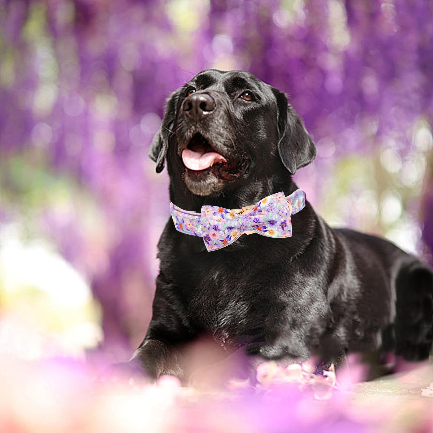 Elegant little tail Dog Collar with Bow, Bowtie Dog Collar, Adjustable Fall Dog Collars for Small Medium Large Dogs