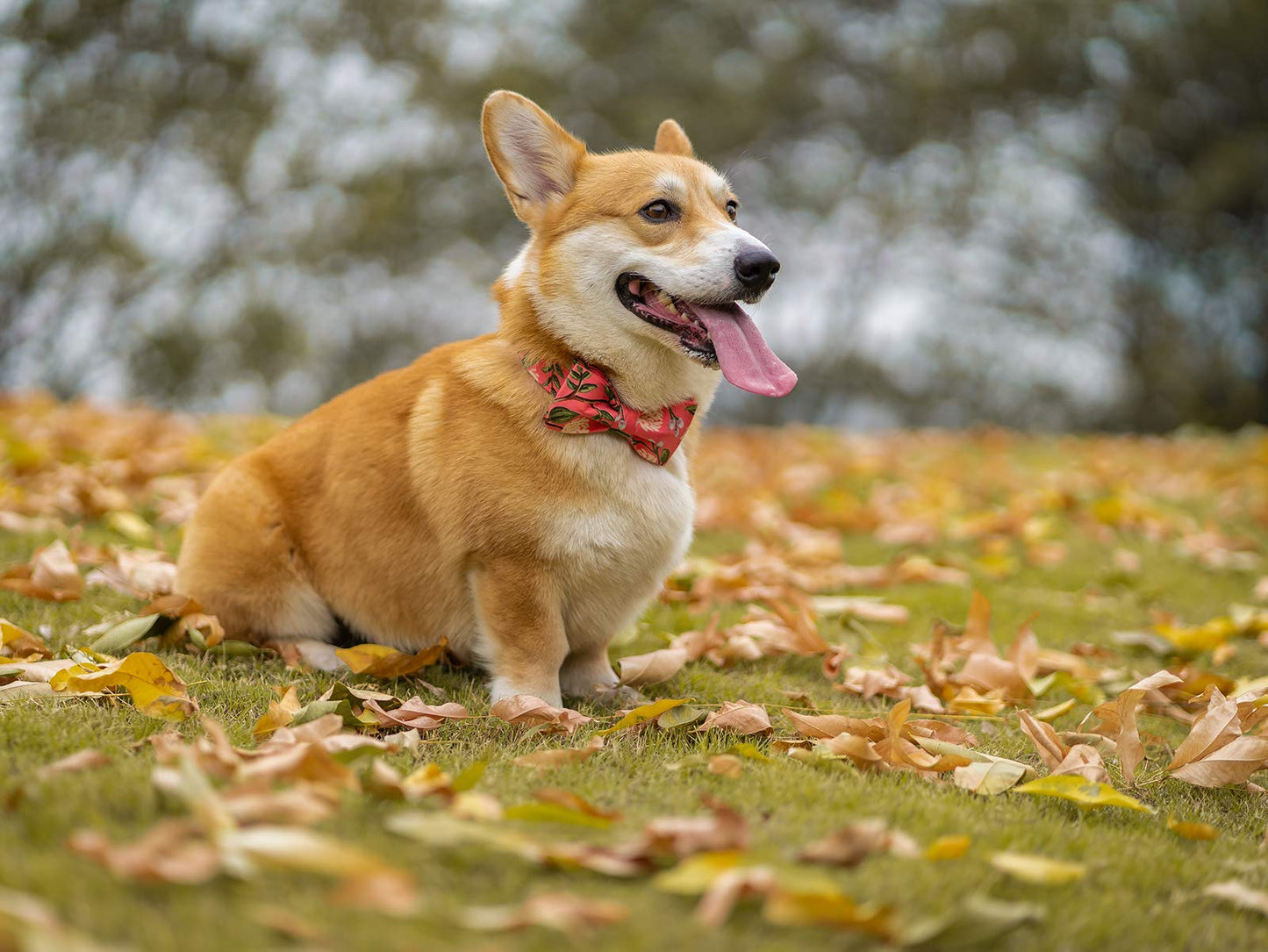 Elegant little tail Dog Collar with Bow, Bowtie Dog Collar, Adjustable Fall Dog Collars for Small Medium Large Dogs