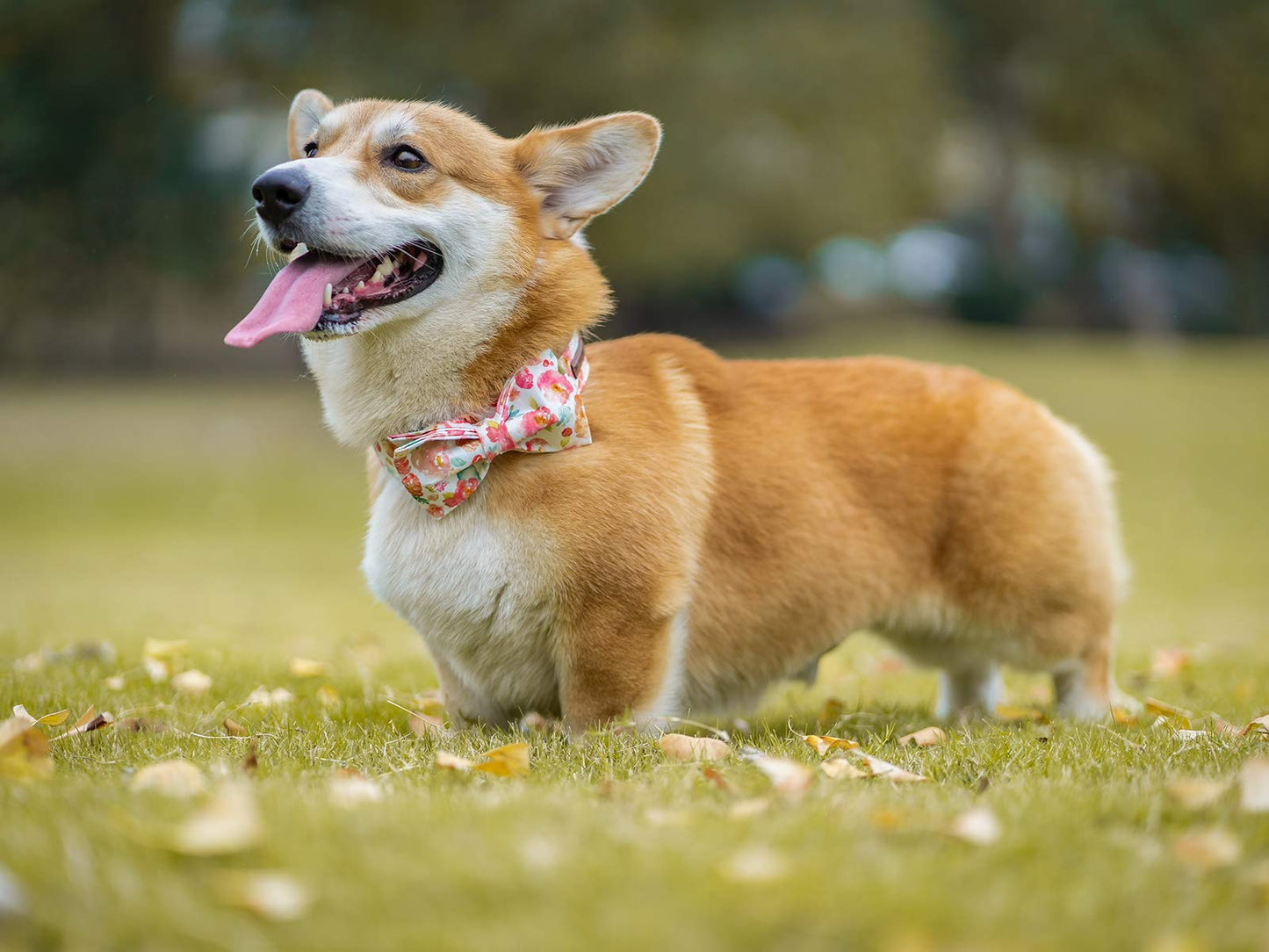 Elegant little tail Dog Collar with Bow, Bowtie Dog Collar, Adjustable Fall Dog Collars for Small Medium Large Dogs