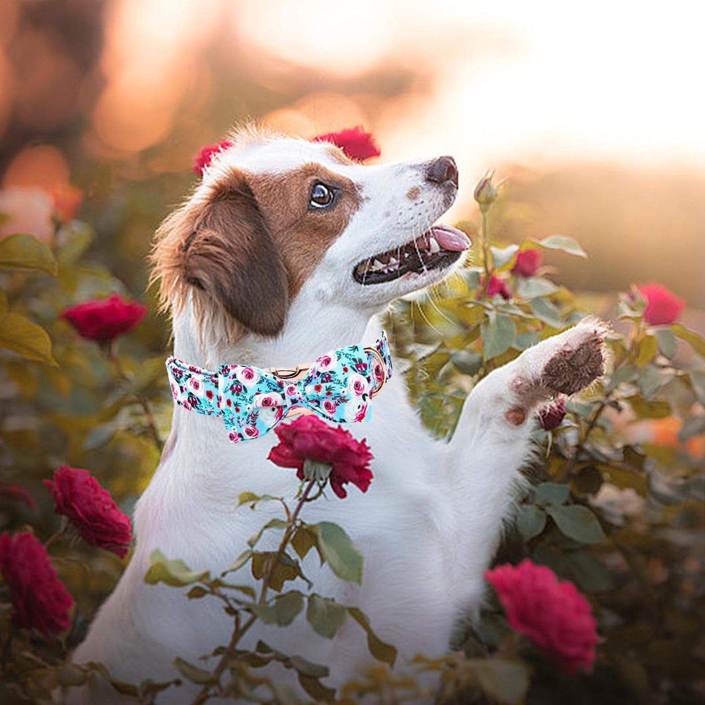 Elegant little tail Dog Collar with Bow, Bowtie Dog Collar, Adjustable Fall Dog Collars for Small Medium Large Dogs