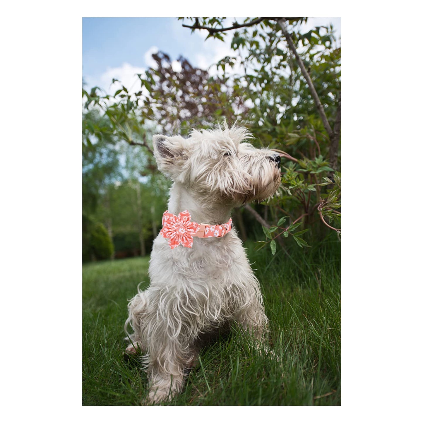 Unique Style Paws Cotton Dog Collar with Bow Halloween Pumpkin Plaid Dog Collar with Bow Tie for Small Medium Large Dogs Pets Gifts