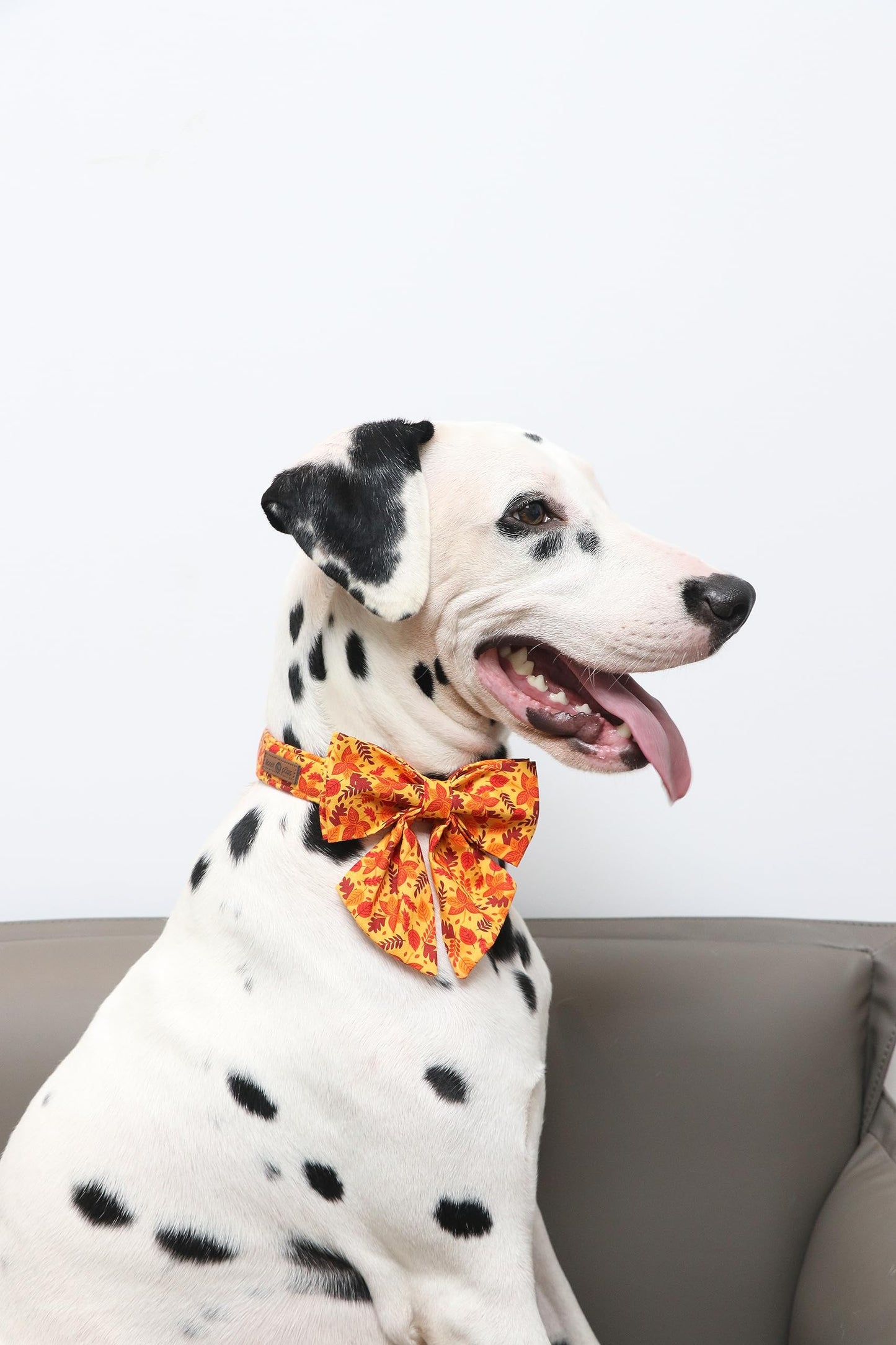 Lionet Paws Halloween Dog Collar with Bowtie - Cute Cotton Adjustable Fall Bowtie Dog Collar with Metal Buckle for Small Medium Large Dog Girl Boy Gift, M, Neck 13.5-22in