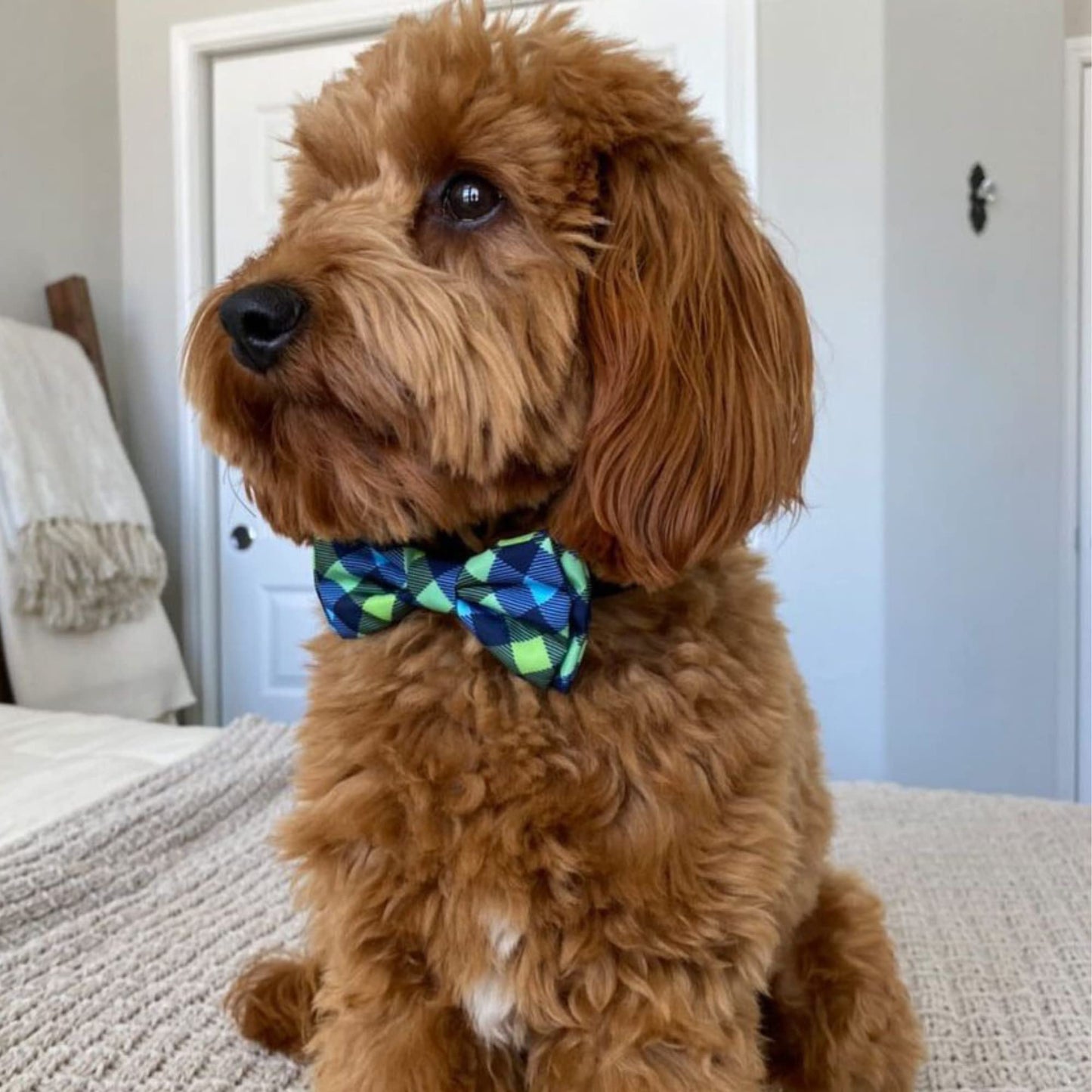 Huxley & Kent Bow Tie for Pets | Navy Check (Large) | Bow Tie Collar Attachment | Fun Bow Ties for Dogs & Cats | Cute, Comfortable, and Durable | H&K Bow Tie