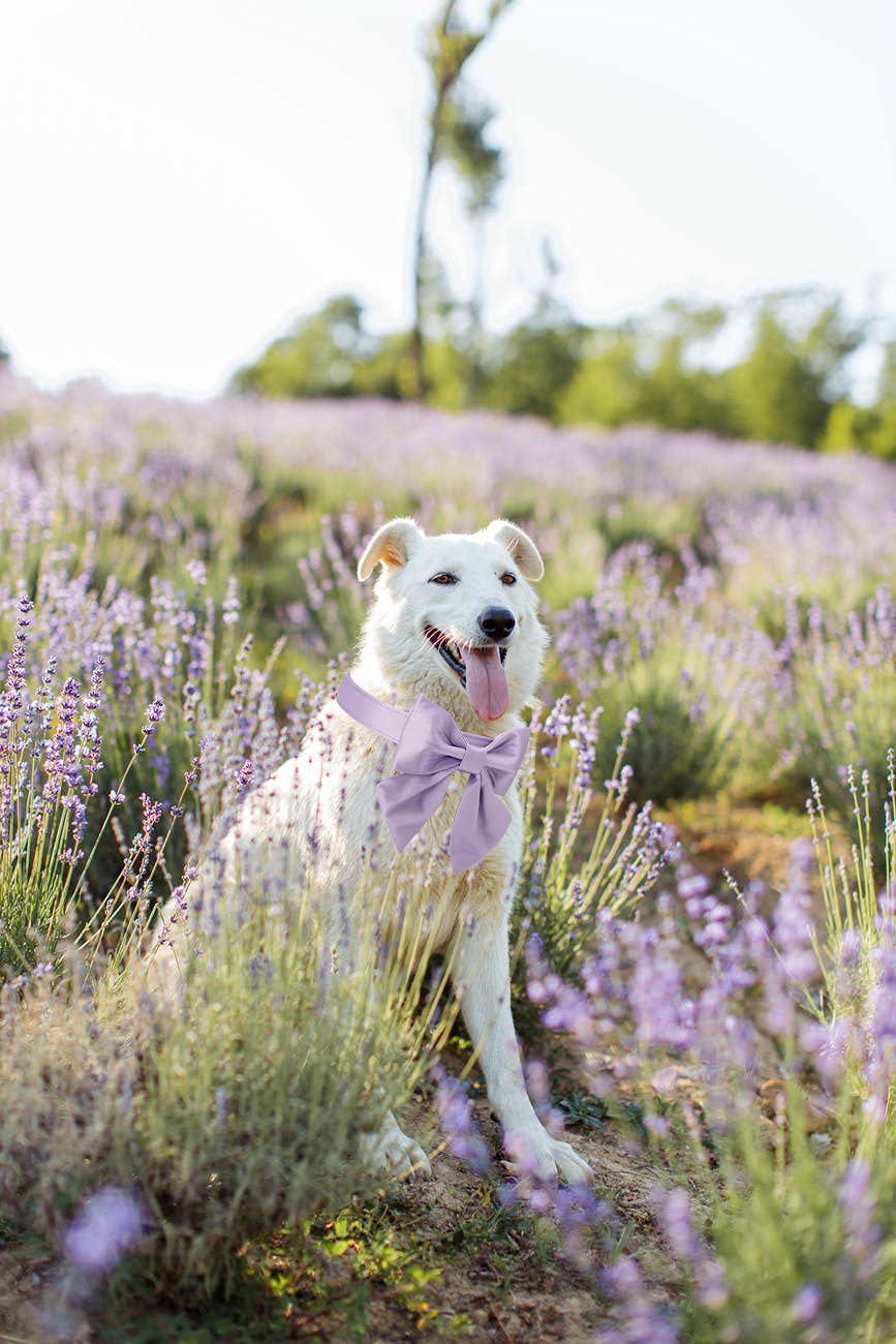 Unique style paws Silk Pink Color Dog Collar Adjustable Durable Dog Collar with Bow Wedding Bowtie Collar for Small Puppy and Cats