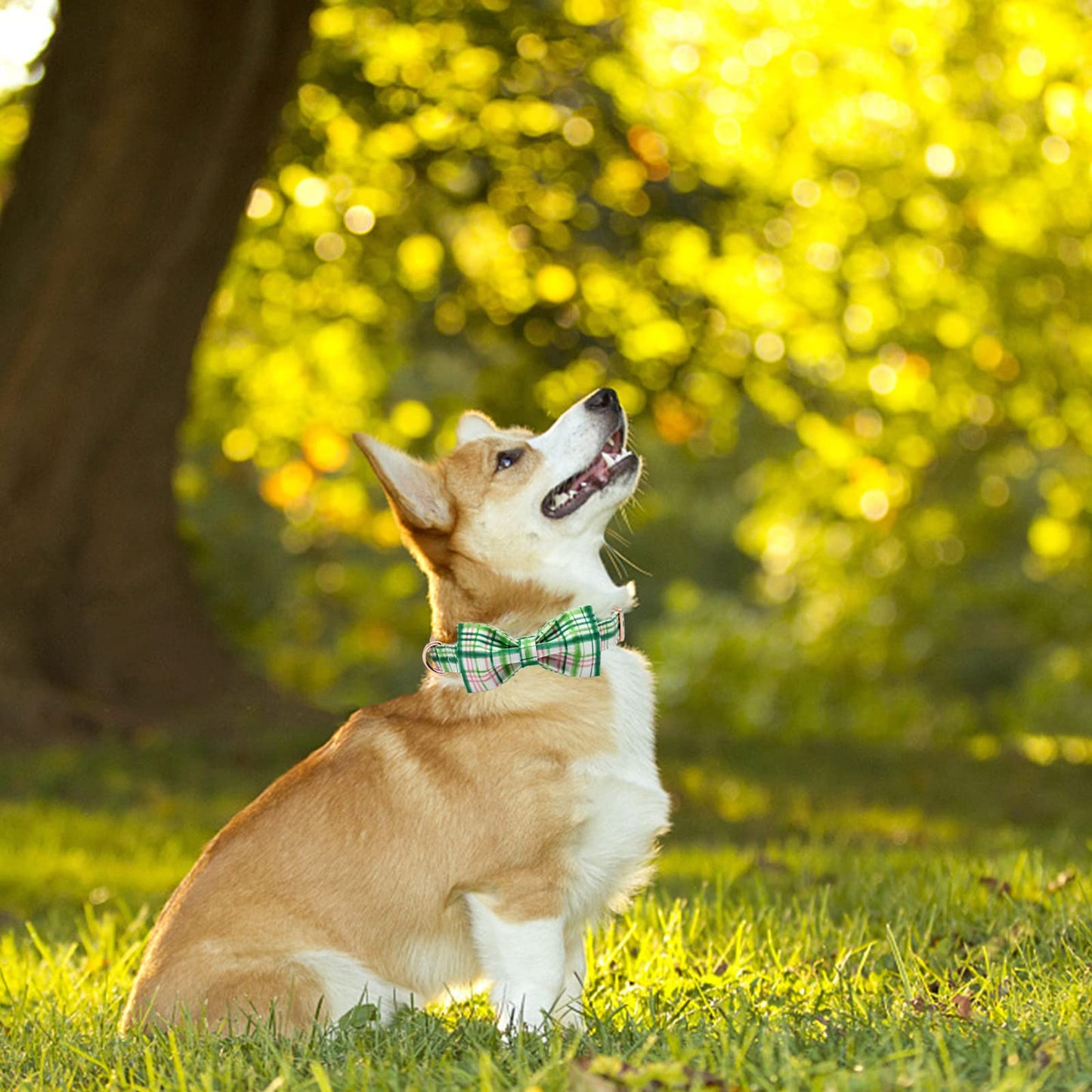 Elegant little tail Dog Collar with Bow, Bowtie Dog Collar, Adjustable Fall Dog Collars for Small Medium Large Dogs