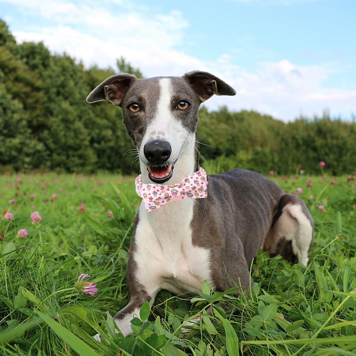 Unique style paws Cartoon Dog Collar with Bow Spring Summer Collar with Flower for Small Medium Large Boys Girls Dogs