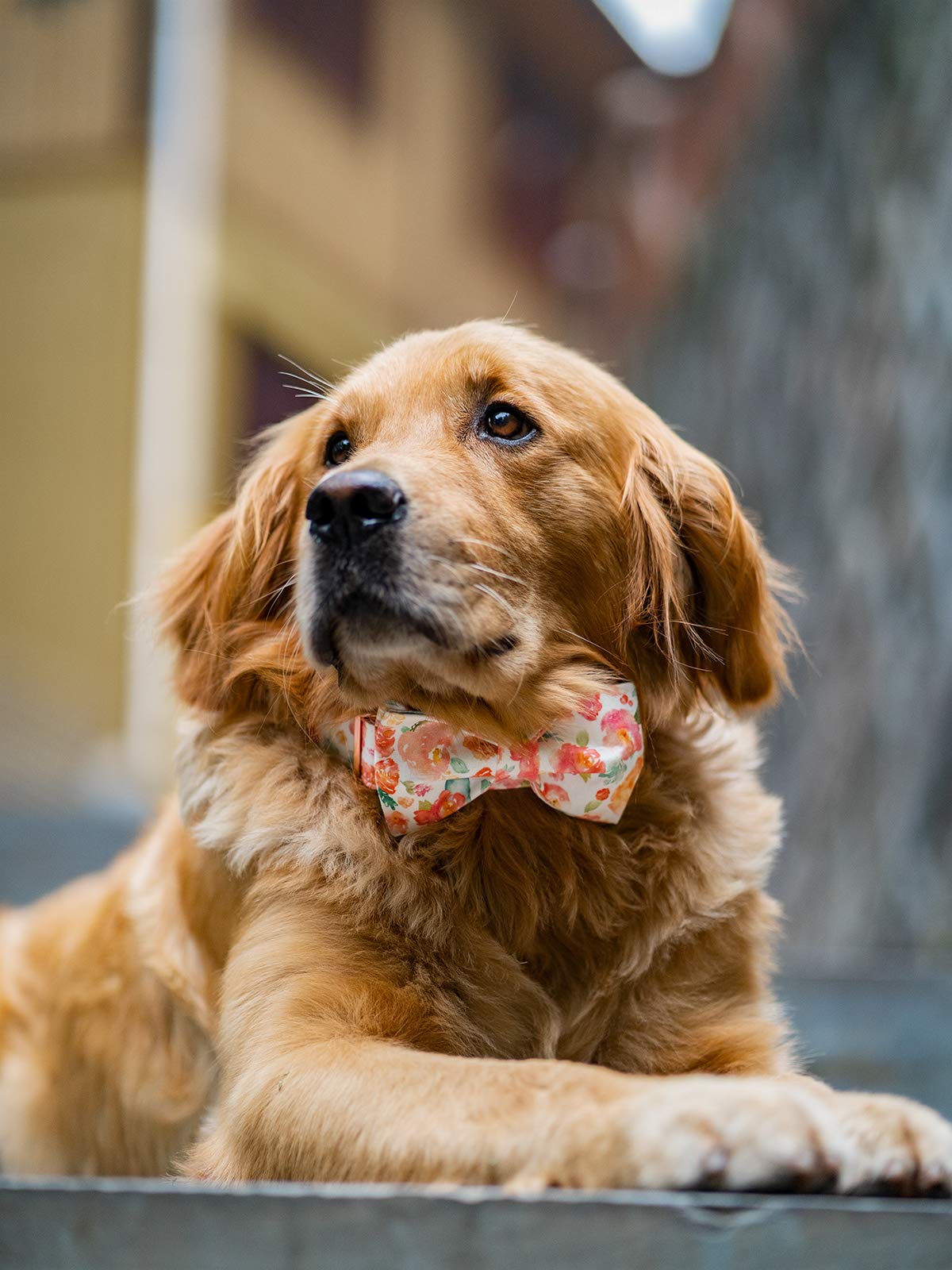 Elegant little tail Dog Collar with Bow, Bowtie Dog Collar, Adjustable Fall Dog Collars for Small Medium Large Dogs