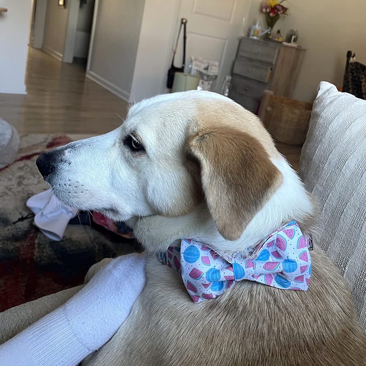 American Flag Dog Collar with Bow Tie, 4th of July Comfortable Cotton Cute Dog Collar with Metal Buckle, Patriotic Bowtie Collar for Puppy Girl Boy Dog, XL, Neck 16-26in