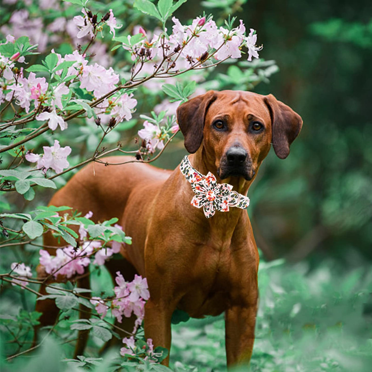 Elegant little tail Sunflower Girl Dog Collar for Female Dogs, Pet Collar Adjustable Dog Collars with Flower Gift for Medium Dogs