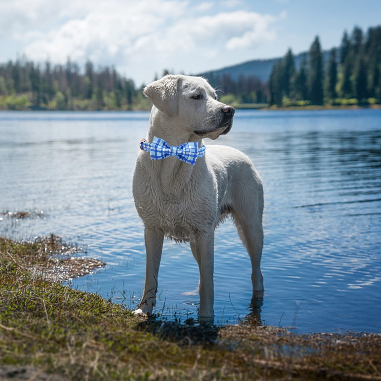 Elegant little tail Dog Collar with Bow, Soft&Comfy Bowtie Dog Collar, Adjustable Pet Gift Collars for Small Medium Large Dogs