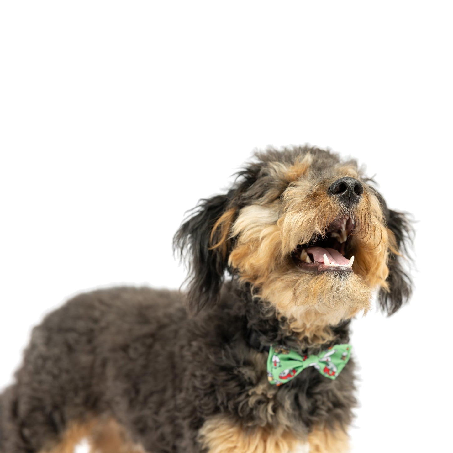 Huxley & Kent Bow Tie for Pets | Fall Check (Extra-Large) | Bow Tie Collar Attachment | Fun Bow Ties for Dogs & Cats | Cute, Comfortable, and Durable | H&K Bow Tie