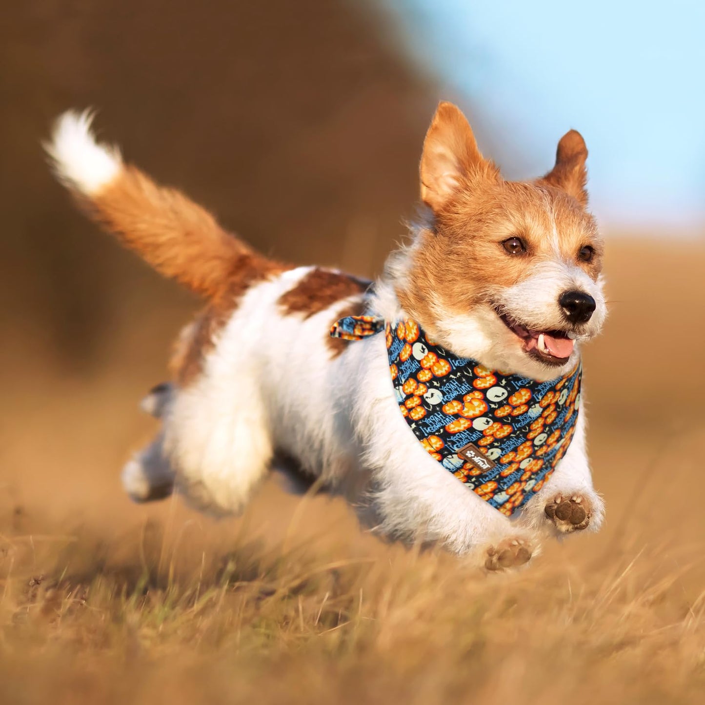 Tunkoo Happy Halloween Dog Collar with Pumpkin - Durable, Adjustable, and Stylish Pet Collar Available in Small, Medium, Large S