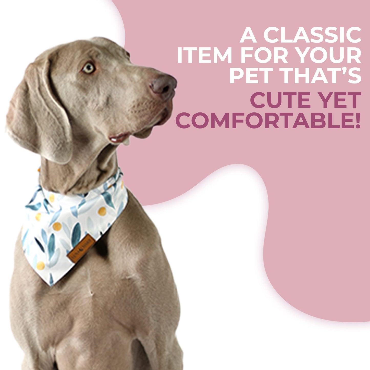 Luxury Pet Birthday Bandanas -Premium & Silky Poly Fabric | 100% Handmade | Custom Shape Dual Layered (Birthday Girl, Medium)